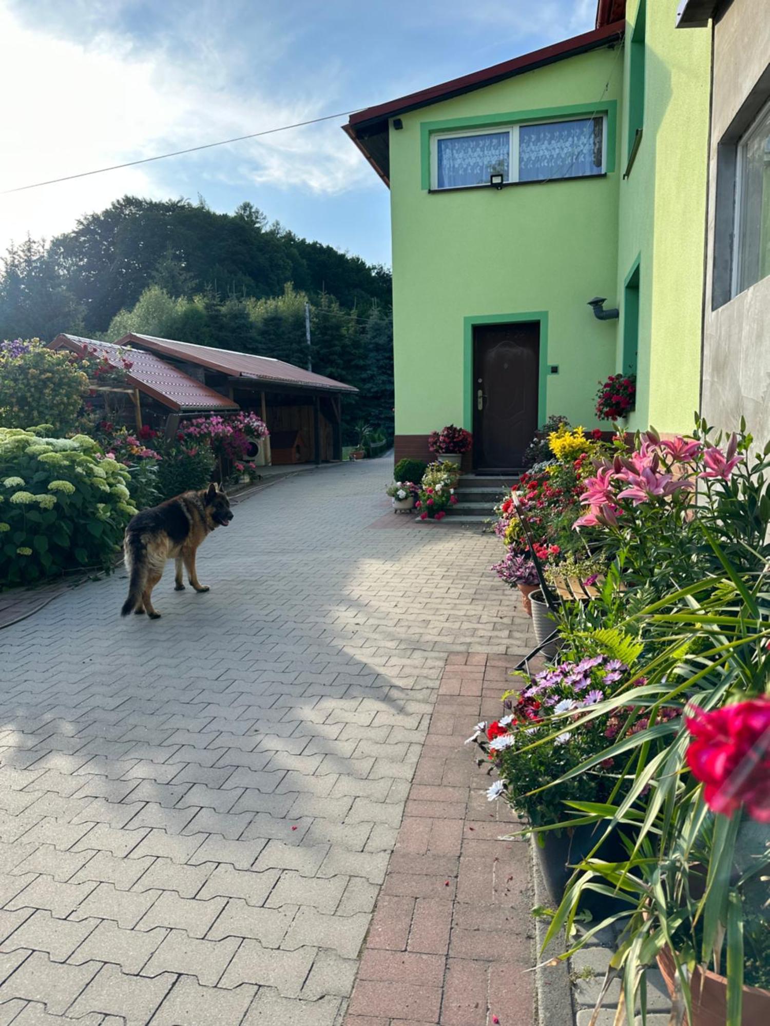 Ferienwohnung Mr. Sowa Sokolec Ludwikowice Kłodzkie Exterior foto